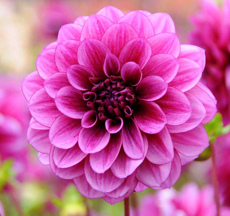 Dahlia 'Blue Bell'